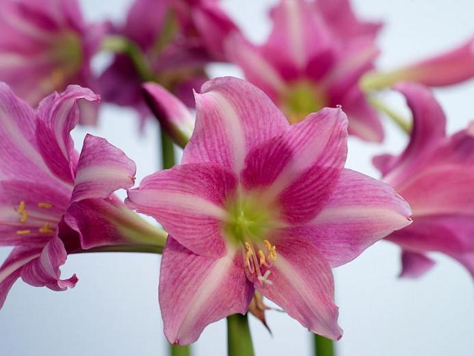 Amaryllis Estella, Amarylis Bulbs, Hippeastrum Estella, Hippeastrum Bulbs, Pink Amaryllis, Pink Flowers